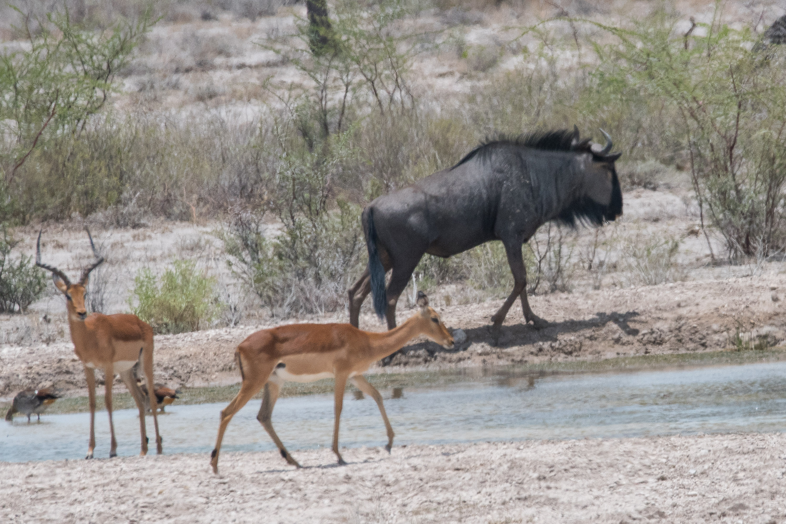 Impalas mâle et femelle (Impala, Aecyperos melampus) et Gnou bleu Connochaetes taurinus) au point d'eau, Onguma Nature Reserve, Etosha, Namibie.